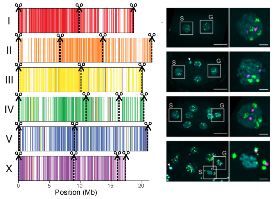 Programmed DNA elimination