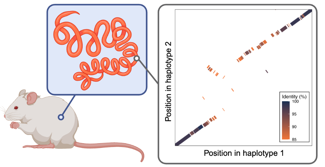 Parasitic nematode genomics